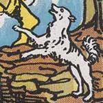 愚者（フール）の動植物